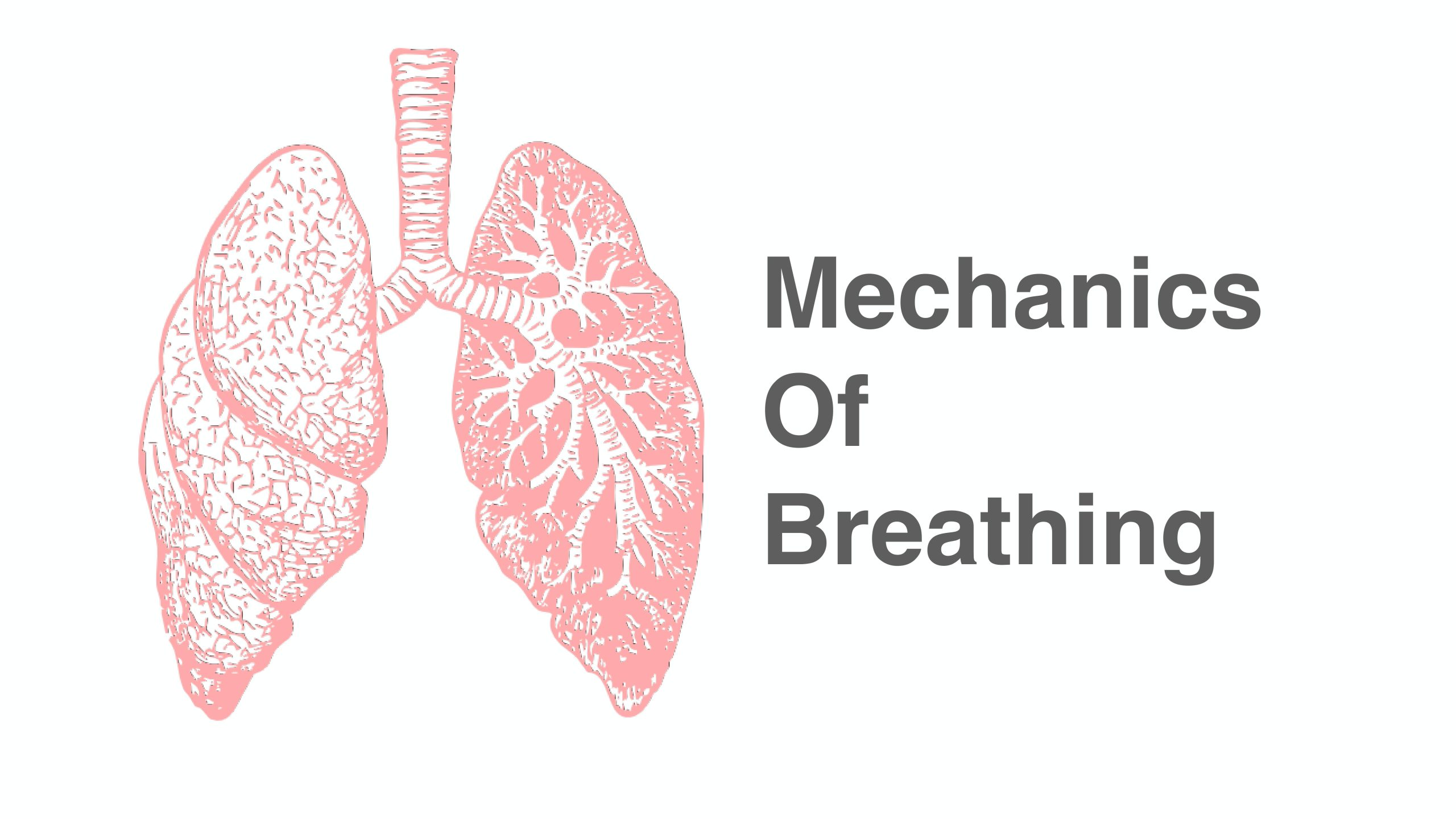 2. Mechanics of Breathing