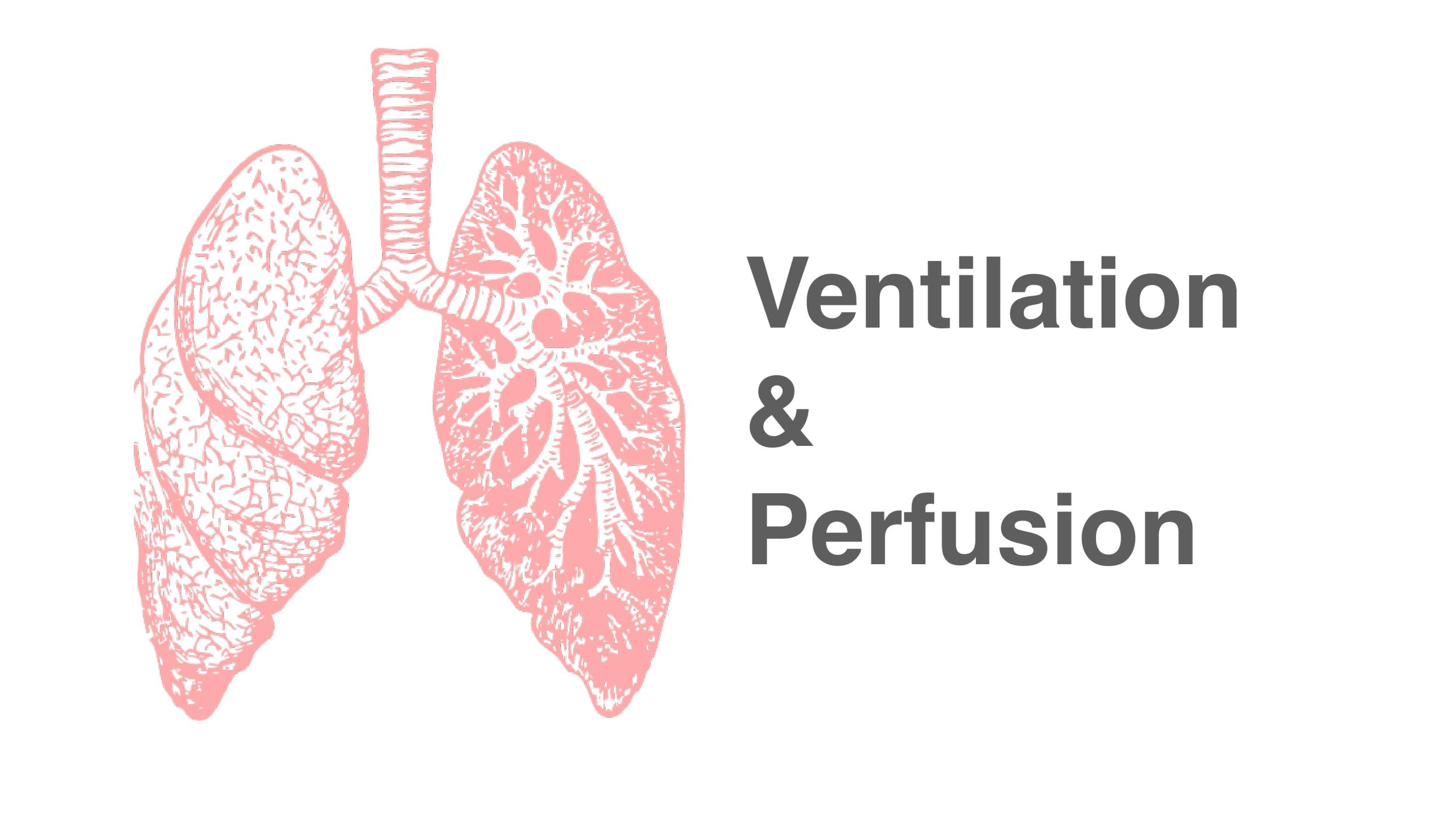 4. Ventilation and Perfusion